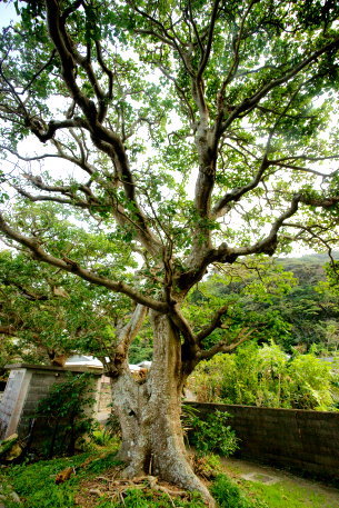 諸鈍のデイゴ　No4