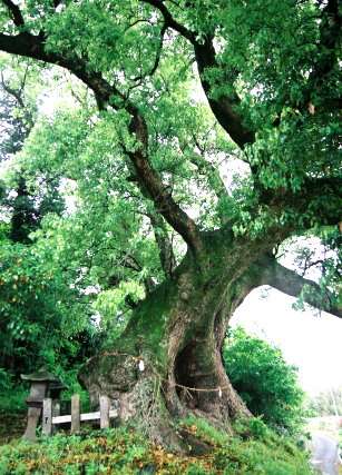 打越の天神樟