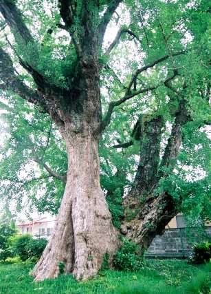 下田のイチョウ