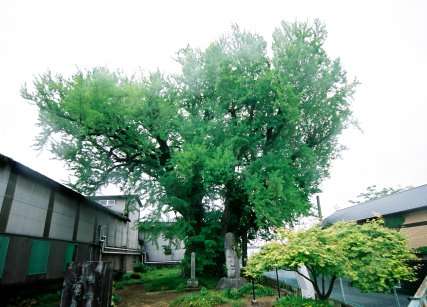 下田のイチョウ