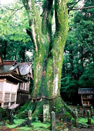 下野八幡宮のケヤキ