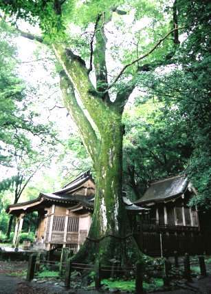 下野八幡宮のケヤキ