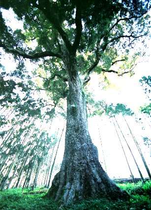 上十町のイチイガシ