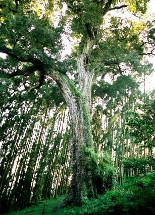 上十町のイチイガシ
