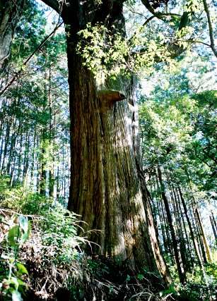 大日寺の大杉