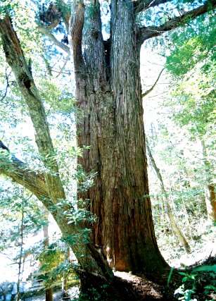 大日寺の大杉