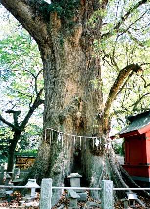 一宮神社の一番楠
