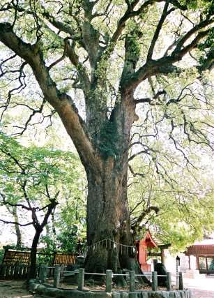 一宮神社の一番楠