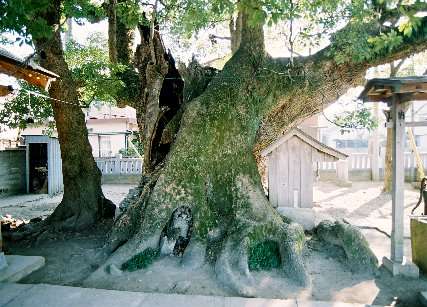 蔵王神社のクスノキ