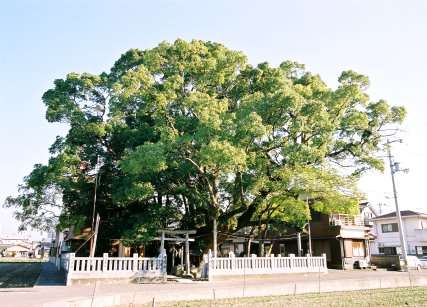 蔵王神社のクスノキ