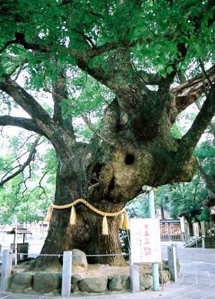 大麻比古神社のクスノキ