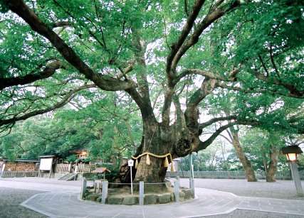大麻比古神社のクスノキ