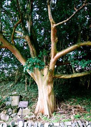 三見吉広のバクチノキ