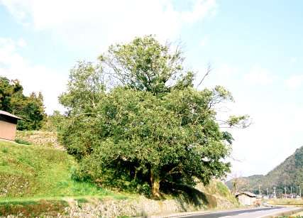 三見吉広のバクチノキ