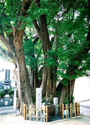 能山様の大イチョウ