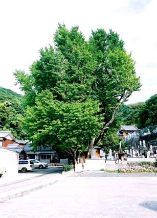 能山様の大イチョウ