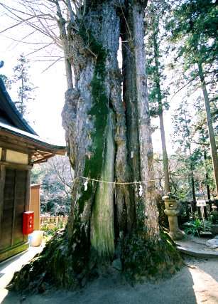 白峰寺のイチョウ