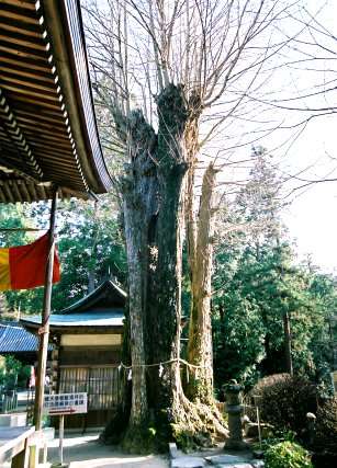 白峰寺のイチョウ