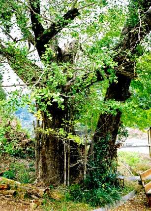 笹場のイチョウ