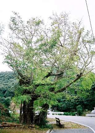 笹場のイチョウ