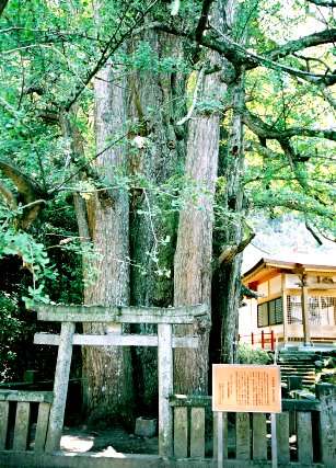 瑞応寺の大イチョウ