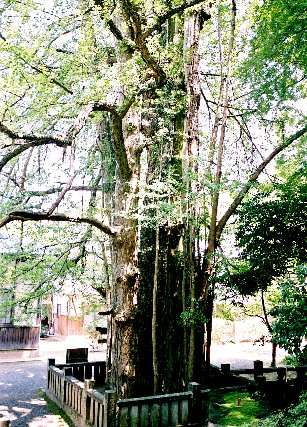 瑞応寺の大イチョウ