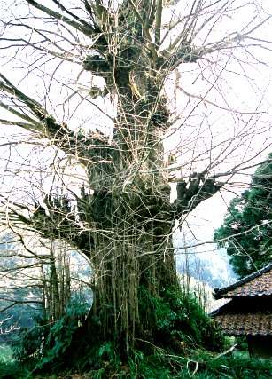 観音堂のイチョウ