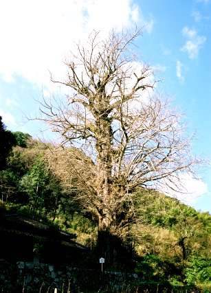 観音堂のイチョウ