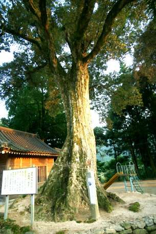 妙見の大イチイガシ
