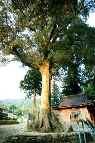 妙見の大イチイガシ