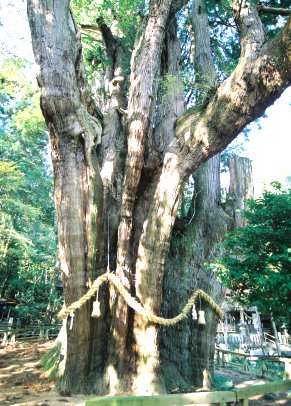 杉の大杉（南杉）