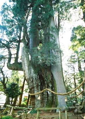 杉の大杉（南杉）