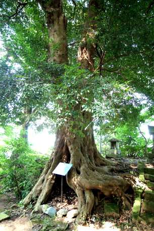 清龍寺のイスノキ