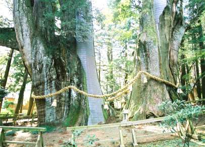 杉の大杉（北杉）