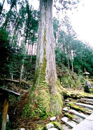 河内八所神社の大杉