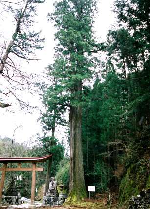 河内八所神社の大杉