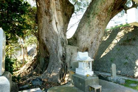 東川田のクスノキ