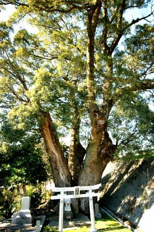 東川田のクスノキ