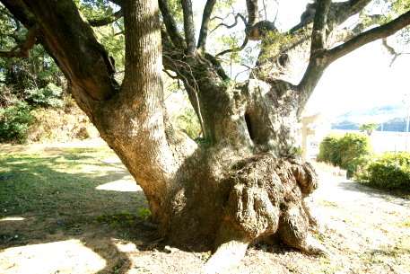 櫛淵天満神社のクスノキ