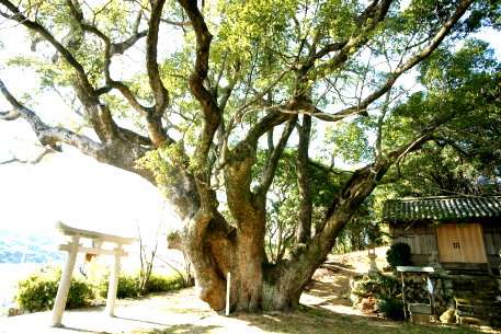 櫛淵天満神社のクスノキ