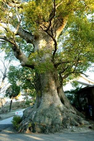 津慈八幡神社のクス　No2