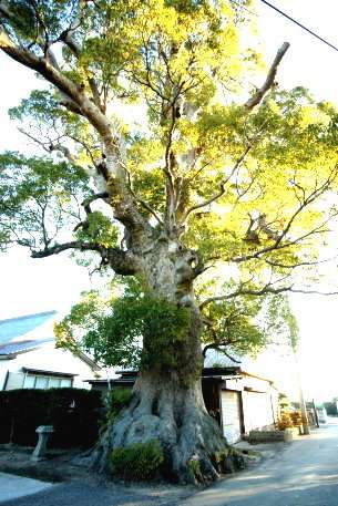 津慈八幡神社のクス　No2