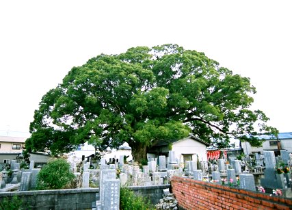 生木の地蔵クス