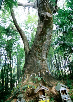 蓮池の樟