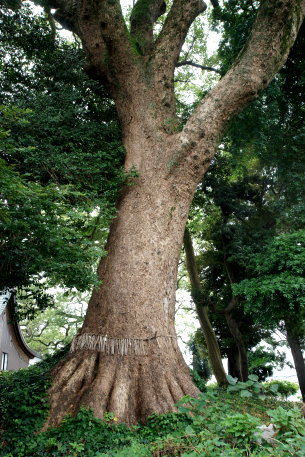 六所神社の大樟 No2