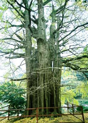 逆杖のイチョウ