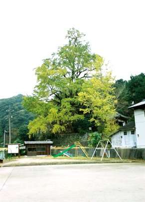 逆杖のイチョウ