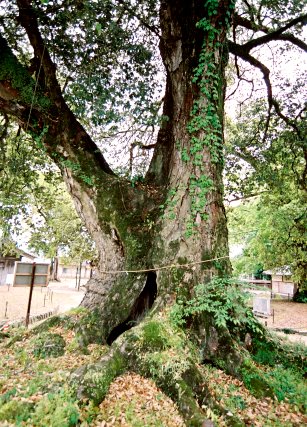 広瀬神社のイチイガシ