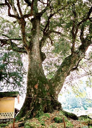 広瀬神社のイチイガシ