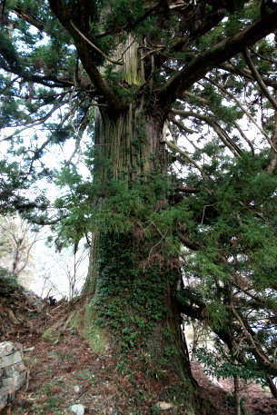 善福寺の千年杉